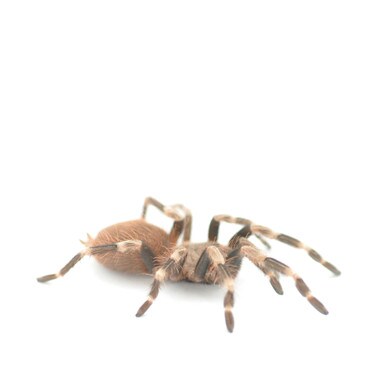 White Striped Bird-Eating Tarantula